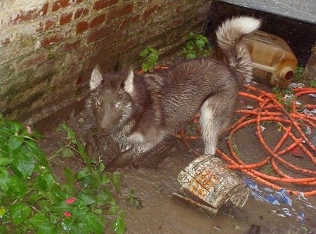 Raisa the Siberian Husky is digging in a very muddy dirt hole next to a house with an orange hose, a broken bucket and 3 gallon jug behind him. He is covered in mud from head to tow looking like a brown dog.