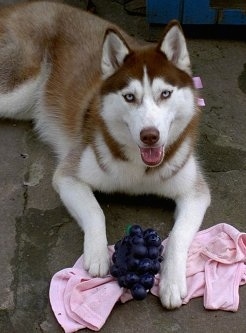 Raisa the Siberian Husky is laying outside with its mouth open and its paws on top of a pink shirt with grapes on it