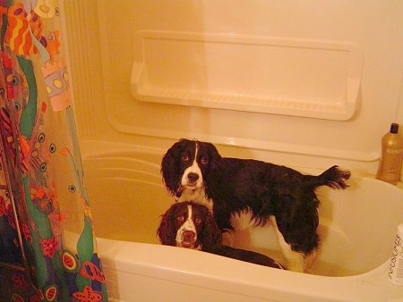 Sophie and Oreo the Springer Spaniels are laying and standing in a tub and looking at the camera holder