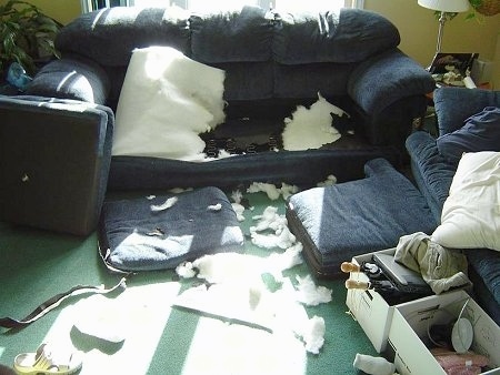 A Couch that was torn apart and chewed up by a dog. There are cushions on the floor and stuffing everywhere