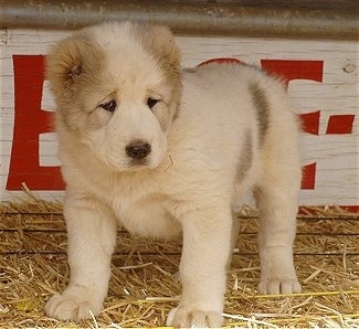 Mountain Top Zero the white and tan Central Asian Ovtcharka puppy is standing in front of a wooden sign outside on hay.