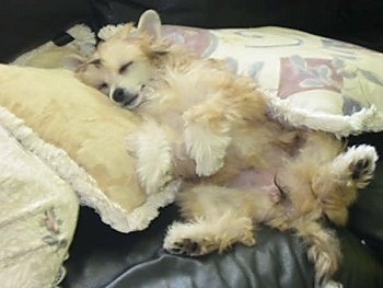 Tequila the Chinese Crested Powder Puff Puppy is sleeping on pillows on top of a black leather couch