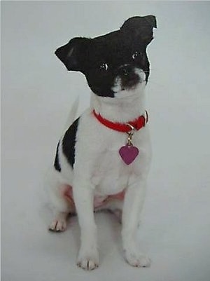 Lilian the black and white Chin-Wa is wearing a red collar with a purple heart tag hanging from it and sitting on a white backdrop and her head is tilted to the left