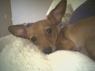 Close Up - Daphnee the Chiweenie is laying on a person laying on a couch. He is large ears that stick up.