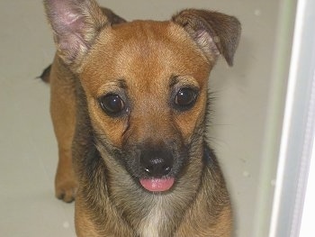 Close Up - Chalupa the Chiweenies tongue is out