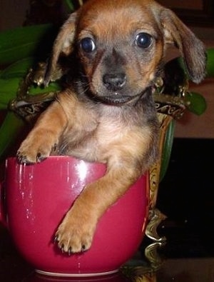 Close Up - Coco the Chiweenie Puppy is sitting in a little red cup on a glass table