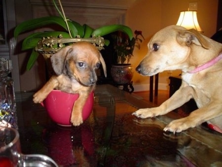 Coco the Chiweenie Puppy is sitting in a little red cup on a glass table. Luigi the Chiweenie is climbing on to the table and looking at him