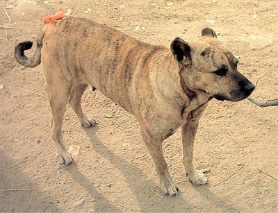 Front side view - A tan with black and white Cimarron Uruguayo dog is standing across a dirt surface looking to the right.