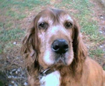 Close Up - Oopsie the graying Irish Setter is sitting in a field outside.