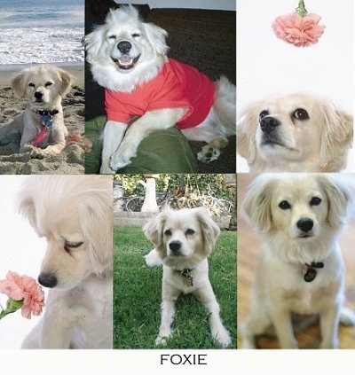collage of pictures of Foxie the Cocker Spaniel Eskimo mix dog