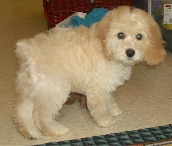 Cody the cream Cockapoo puppy is standing on a tiled floor. There is a trash bucket behind him
