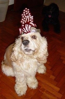 The front left side of a tan and white American Cocker Spaniel that is sitting on a floor with a headband on. There is a black American Cocker Spaniel sitting behind it.