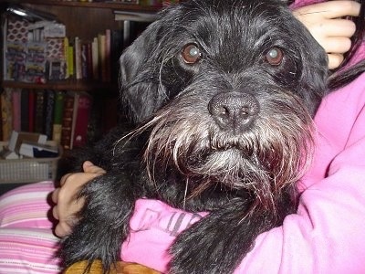 A wiry looking black Schnocker is laying in the arm of a person wearing a hot pink shirt and striped pants. The dog is looking forward. The dog has longer hair on its face.
