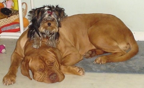 A brown Dogue de Bordeaux is sleeping on a floor with a black, brown and tan Yorkshire Terrier on top of its neck