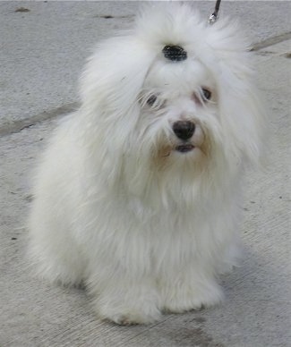 Furio the Coton De Tulear is sitting on a sidewalk. There is a barrette holding his hair back out of his eyes.