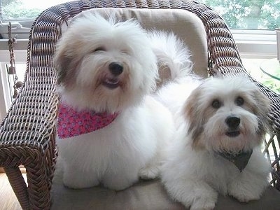 Bella the Coton de Tulear is wearing a pink bandana and sitting in a wicker chair. She is Next to Bernie the Coton de Tulear who is waring a black bandana and laying on the same wicker chair