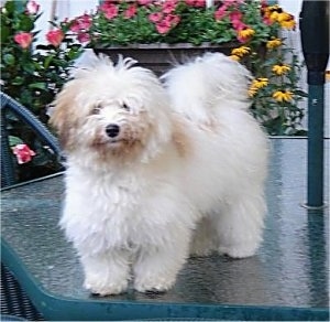 Bella the Coton De Tulear puppy is standing on a glass table outside. There are lots of flowers behind her