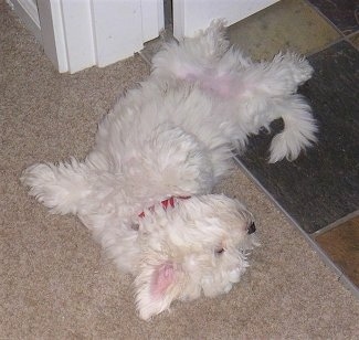 Ami the Coton De Tulear puppy is sleeping on her back on a tan carpet inside of a house