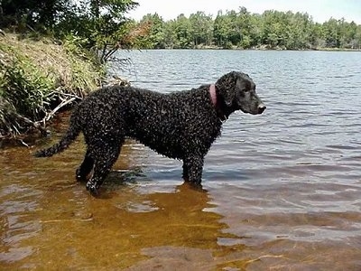 Dana Dog the Curly-Coated Retriever is standing in a body of water