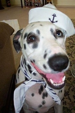 Close Up - Lilly the Dalmatian is sitting on a rug and wearing a sailors hat and scarf. Her mouth is open and tongue is out