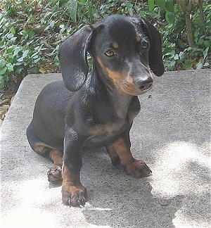 Close Up - Cha-cha the Black and Tan Dachshund puppy is sitting on a concrete step with green bushes behind it