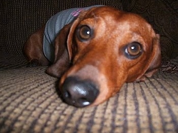 Close Up head shot - Tinkerbelle the brownish-red Mini Smooth-Coat Dachshund is wearing a shirt laying on a couch.