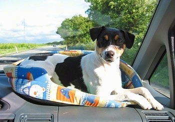 Tjalfe the Danish/Swedish Farmdog is laying on a dogbed on the passenger side dashboard of a car as it drives down the road