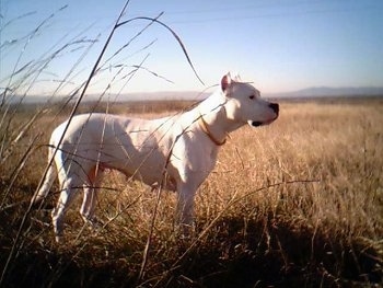 Right Profile - Fuerza de la Paco Cassa the Dogo is standing in a field of medium sized brown grass