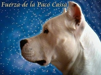 Close Up - Fuerza de la Paco Cassa the Dogos face. Its face is on a starry background. The Words - Fuerza de la Paco Cassa - appears at the top left of the image
