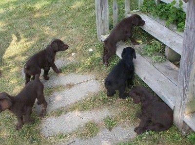 A litter of 5 Doodleman Pinscher puppies are in front of the deck steps at a house. Three are brown and one is black.