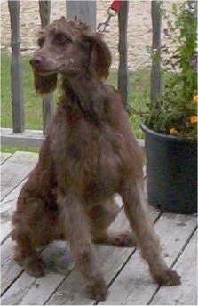 Kenna the shaved short chocolate Doodleman Pinscher is sitting on a wooden deck and there is a potted plant behind her