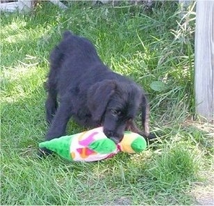 Raja the black Doodleman Pinscher puppy is outside playing with a toy plush duck