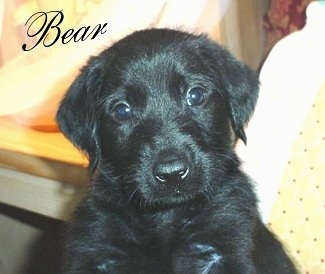 A black Doodleman Pinscher Puppy is being held in the air. The Word - Bear - is overlayed in the top left of the image