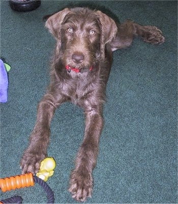 Scarlett the brown looking Doodleman Pinscher puppy is laying on a green carpet and there is a dog toy next to its paw