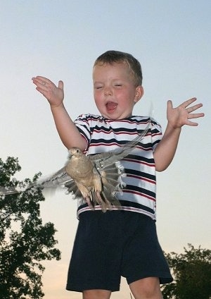 A little boy letting go of a Dove