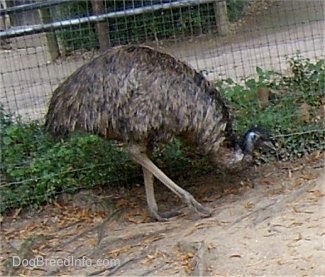 Emu digging along the fence line