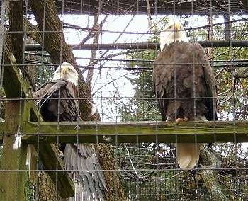 Two Eagles sitting inside of a cage