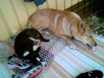 A tan West Siberian Laika is laying next to a sleeping black with white and tan East Siberian Laika on top of throw rugs on a floor.