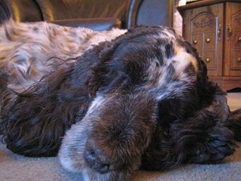Close Up - Jessie the black, gray and white English Cocker Spaniel is sleeping on a carpet with a wooden cabinet behind her.