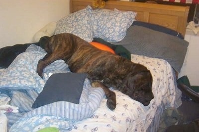 A brown brindle English Mastiff is sleeping on a human's bed with its head over the edge. The dog is very large and takes up a lot of the bed.