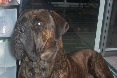 Close up upper body shot - a brown brindle English Mastiff is laying inside a house on a carpet in front of a sliding door at night.