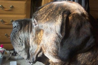 Close up of the left side of the face of a brown brindle English Mastiff. There is a brown wooden dresser next to it.