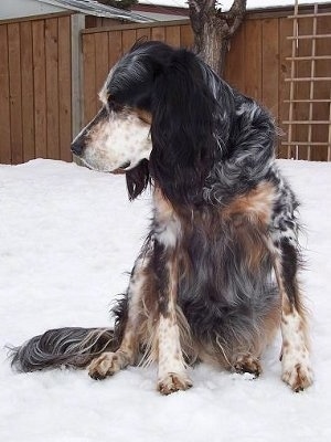 Freckles the black, white and tan ticked tri-color English Setter is sitting in snow and looking down and to the left