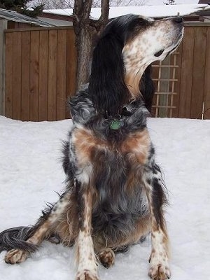 Freckles the black, white and tan ticked tri-color English Setter is sitting in snow and looking up and to the right