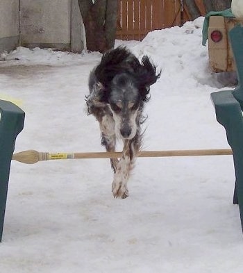 Freckles the black, white and tan ticked tri-color English Setter is jumping over a wooden pole in the snow.