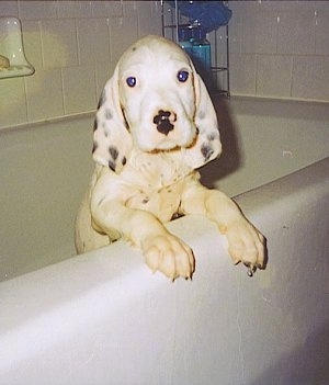 Hall's General Jackson the English Setter puppy is all wet inside of a white tub jumped up at the edge.