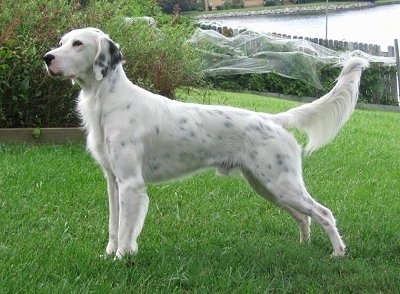 Hall's General Jackson the white with black ticked English Setter is standing in a field, in front of a bush.