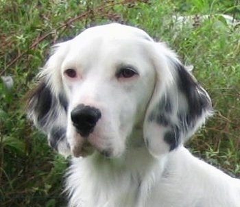 Close Up - Hall's General Jackson the white with black ticked English Setter is standing in front of a thick bush