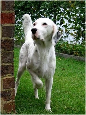 View from the front - A large breed, white English Setter is standing next to a brick wall pointing forward with its front paw in the air.