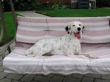 Hall's General Jackson the white with black ticked English Setter is laying on a swinging glider chair in a yard